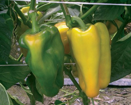 Nocera Giallo - 2017 ANO - skvělá odrůda